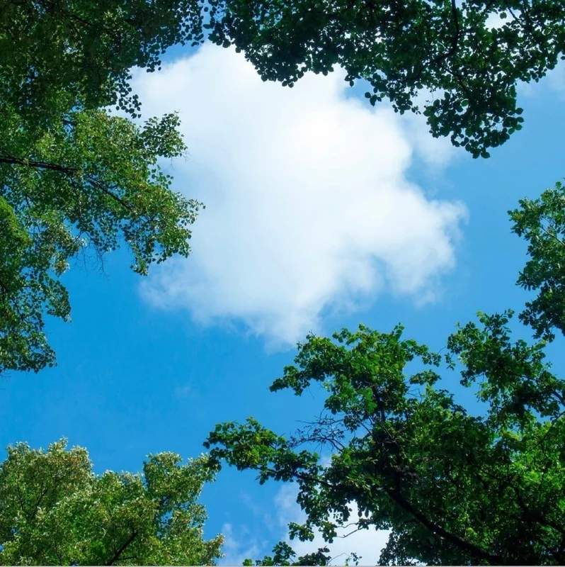 Impresión fotográfica nube con bosque - 1 placa acrílica con impresión, para paneles LED de 60x60 cm